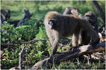 KL003