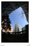 DPP_8