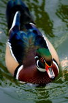 DSC00929_resize