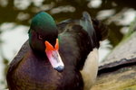 DSC00935_resize