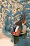 DSC01066_resize