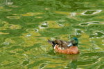 DSC01115_resize