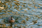 DSC01225_resize