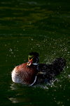 DSC09706_resize