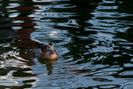 DSC09747_resize