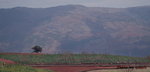 Holy Tree 神樹遠望

DSC02983_re1