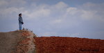 DSC03038_re1