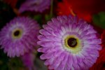 DSC03129