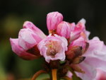 DSC02184_resize