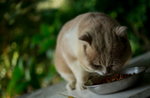 DSC07877_resize