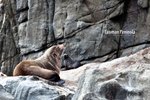 3 Hour Eco-Adventure Cruise, Tasmani
