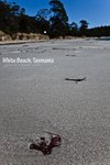 White Beach, Tasmania