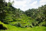 Rice Terrace Tegalalang