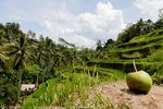 Rice Terrace Tegalalang