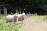 多毛的羊
