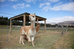 Wanaka Lavender farm