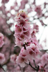 Cherry blossom @ Alexandra