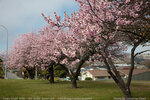 Cherry blossom @ Alexandra