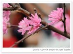 flowershow03