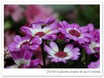 flowershow38