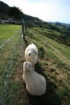 NZ