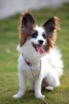 Pets one