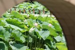 Flower_01_003
