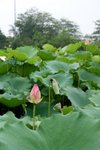 Flower_01_004