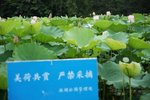 Flower_01_005