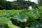 Flower_01_006