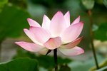 Flower_01_007
