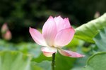 Flower_01_008