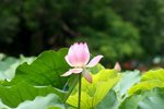 Flower_01_009