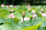 Flower_01_010