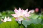 Flower_01_011