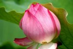 Flower_01_012