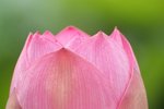 Flower_01_013
