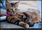 DSC_2790-7