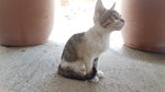 Kitten from a farmer's house in Yerevan