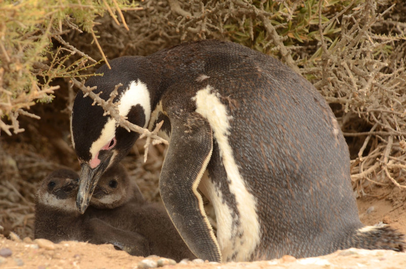 Punta Tombo Magellan Penguins wildlife