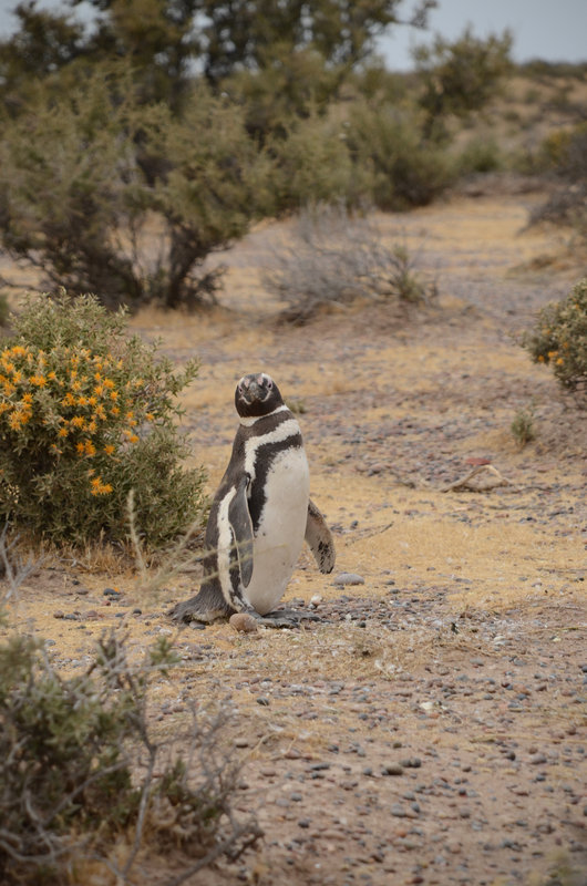 Punta Tombo Argentina magellan penguins wildlife