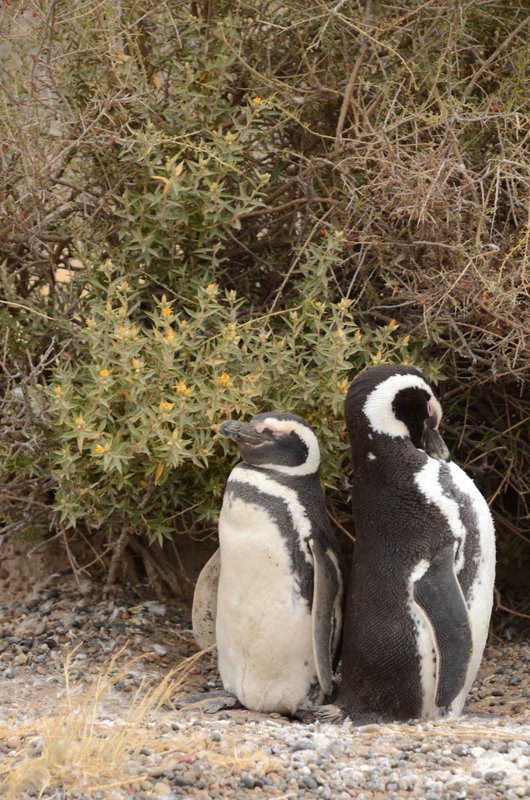 magellan penguins Punta Tombo Argentina wildlife