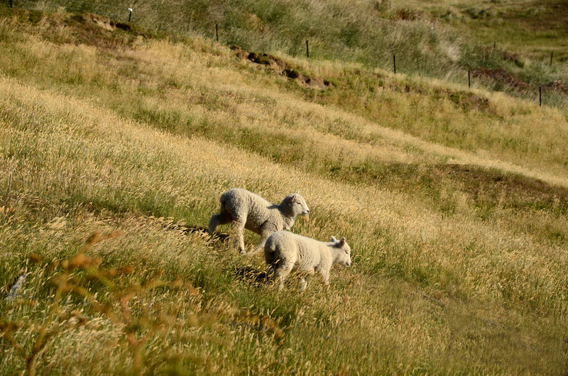 Mount Judah Track view sheeps