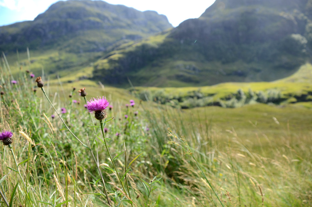 Thistle Scottish Purple Glencoe Scotland Highlands