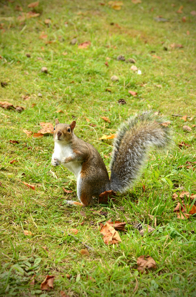 squirrels grey squirrels Glasgow Kelvingrove Garden