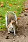 squirrel, Kevingrove garden, Glasgow
DSC_0406a_crop