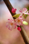 yunnan plum blossoms