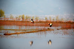 birds Lijiang