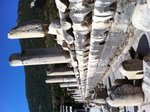 IMG_0259