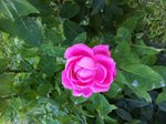 IMG_0359